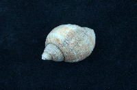 藏品(核螺)的圖片